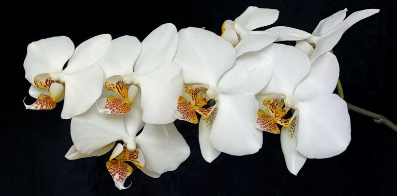 Orchide