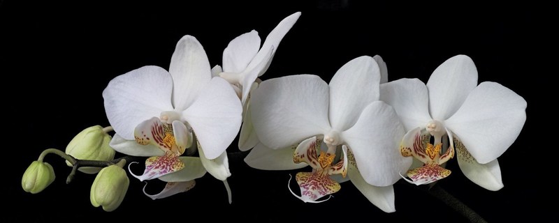 Orchide