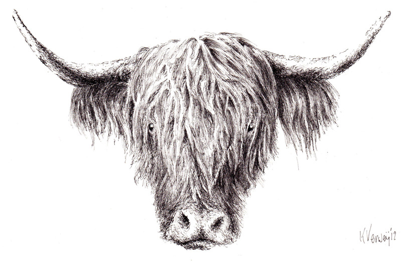 Kop Schotse Hooglander