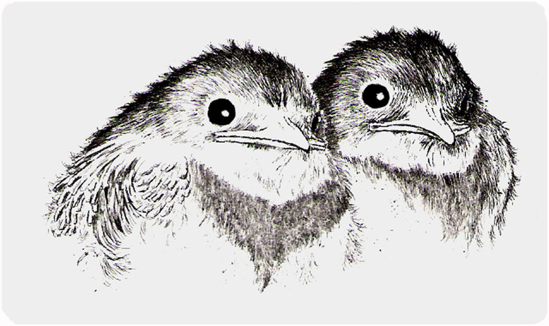 Twee zwaluwen, drie weken oud