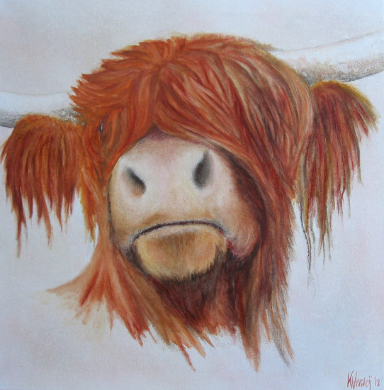 Kop Schotse Hooglander