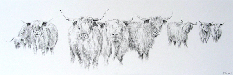 Schotse Hooglanders