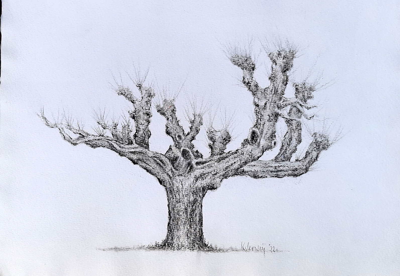 Linde in Zweeloo, in 1883 ook al door Vincent van Gogh getekend.