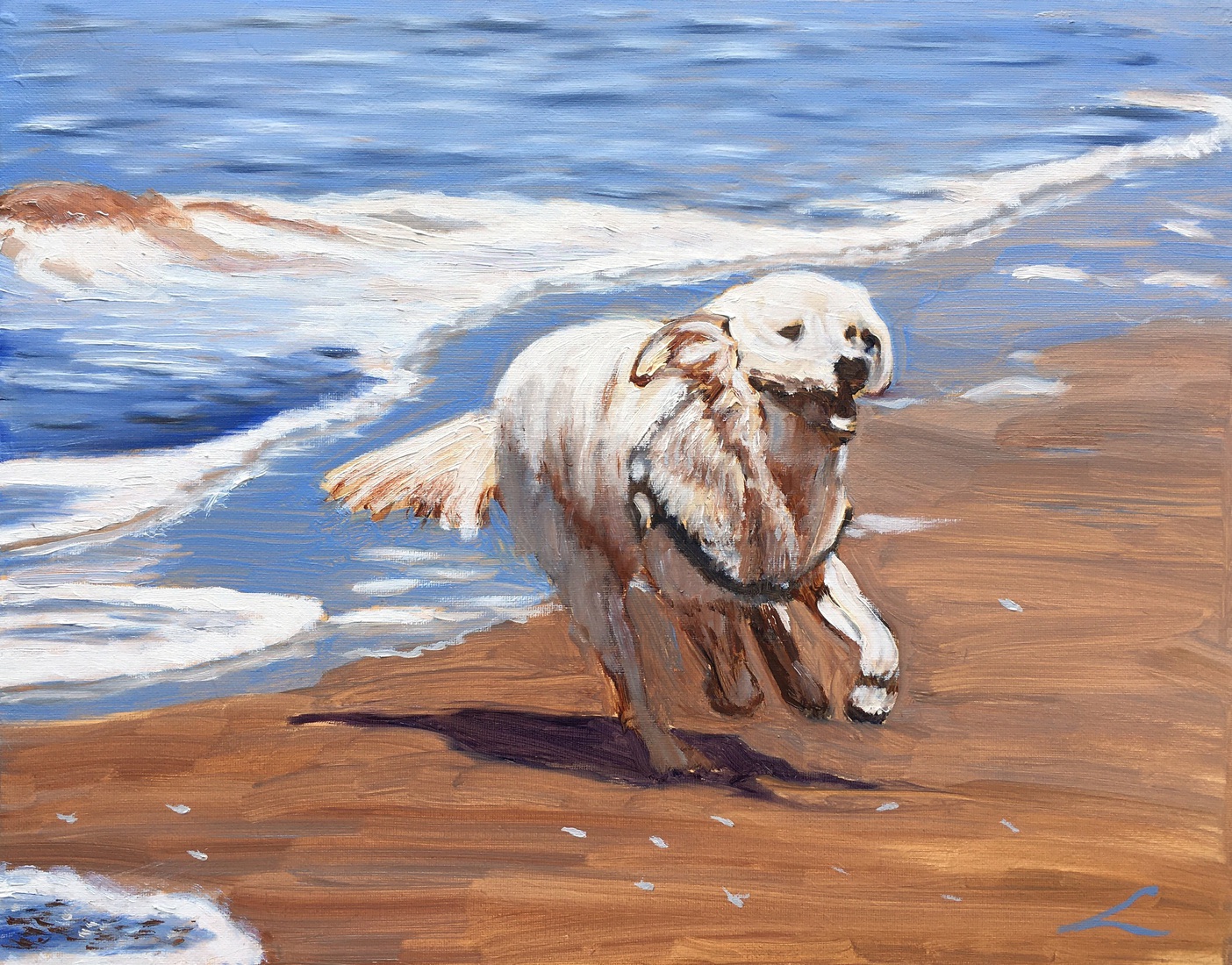 Hond aan de zee 7