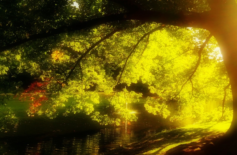 Gele herfstboom in het park