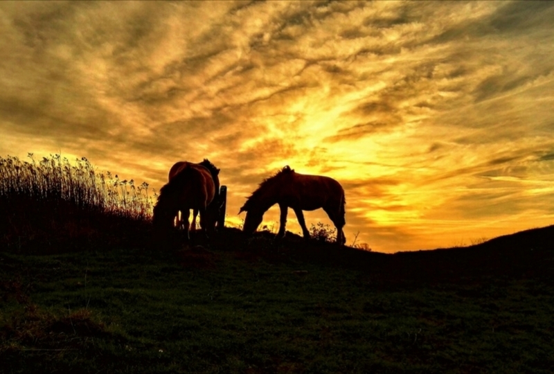 Konikpaarden bij zonsondergang