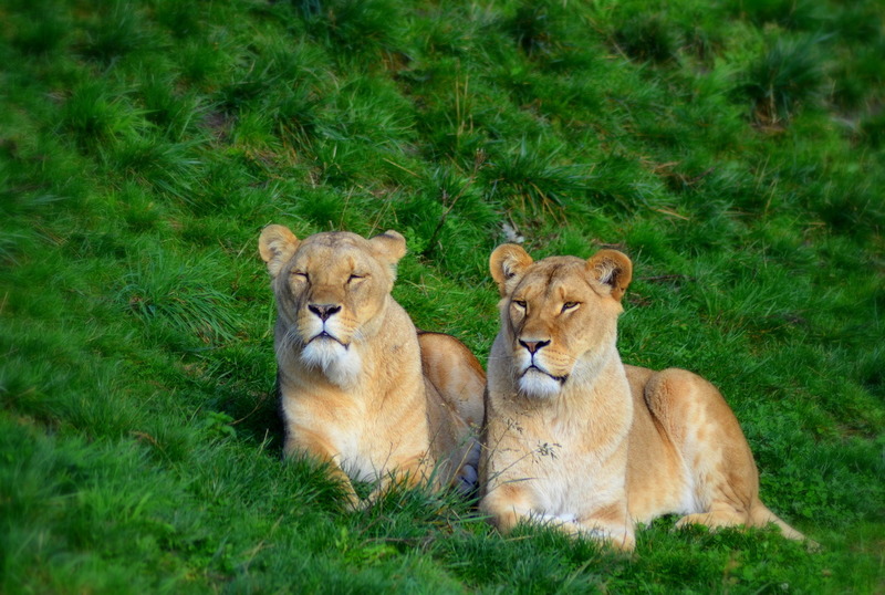 Leeuwinnen in het zonnetje