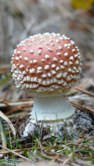 Rood met witte stippen