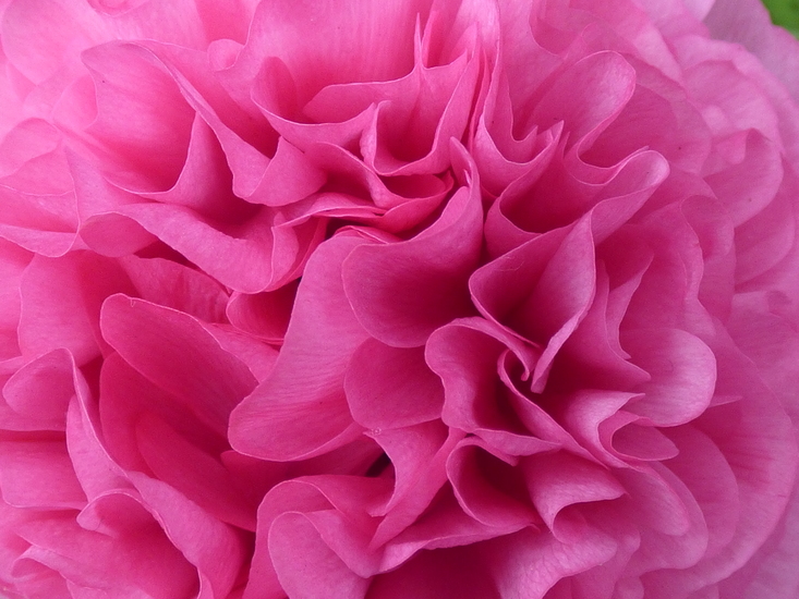 Roze bloem