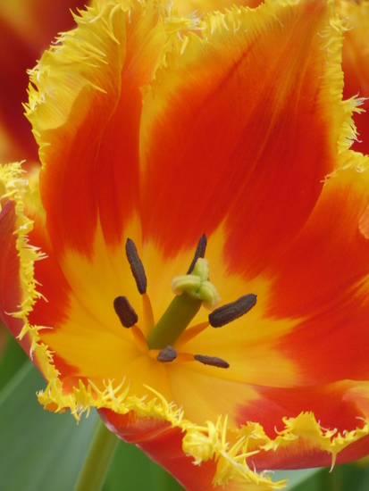 Rood/gele tulp