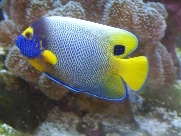 Blauw/gele tropische vis