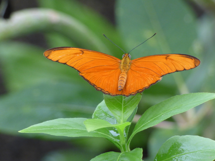 oranje passiebloemvlinder