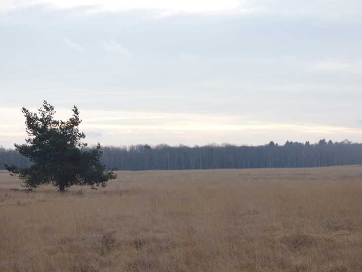 Veluwe