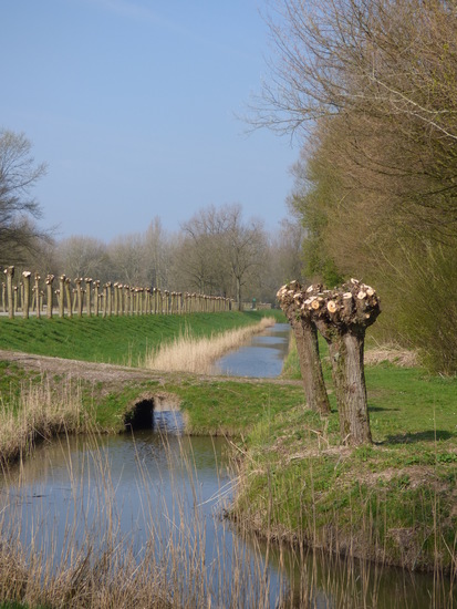 Biesbosch
