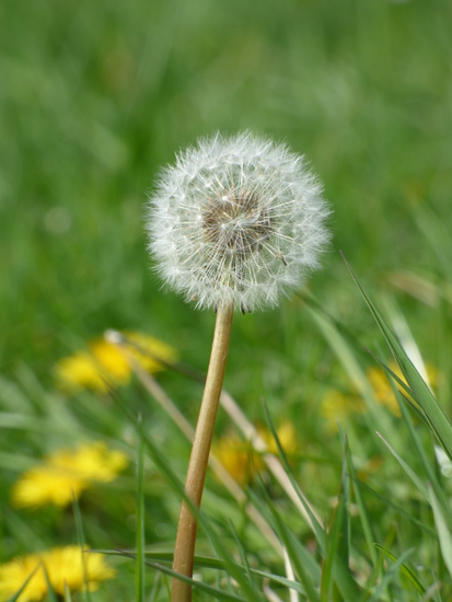 Uitgebloeide paardenbloem