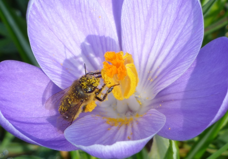 Krokus met een bij