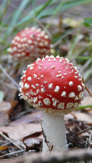 Rood met witte stippen