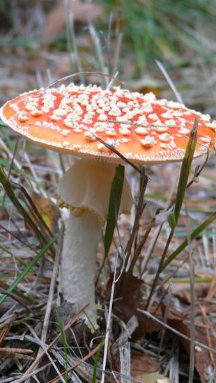 Rood met witte stippen