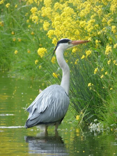 Reiger