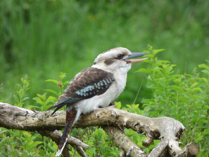 Kookaburra