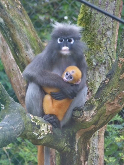 Francois-Langoer met jong