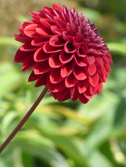 Dahlia