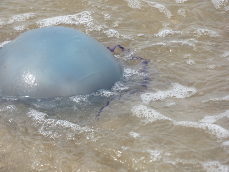 Bloemkoolkwal/Zeepaddestoel