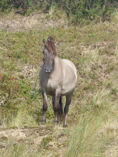 Wild paard
