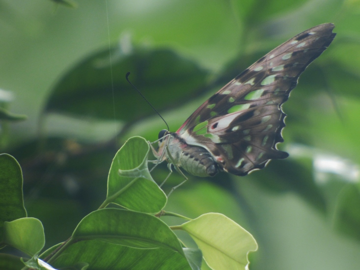 Vlaamse gaai vlinder
