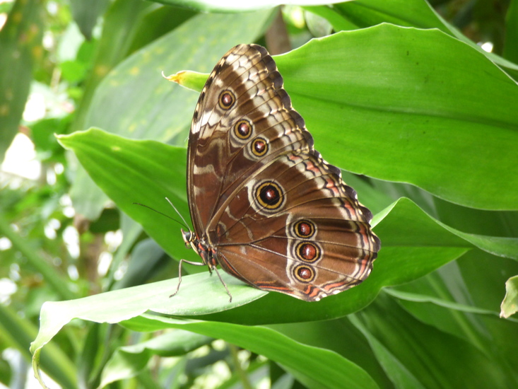 Morpho vlinder