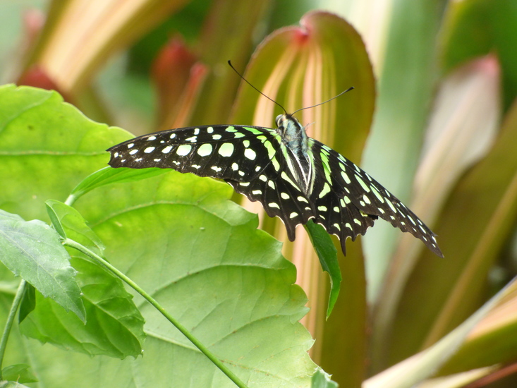 Vlaamse gaai vlinder
