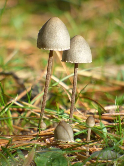 Mycena