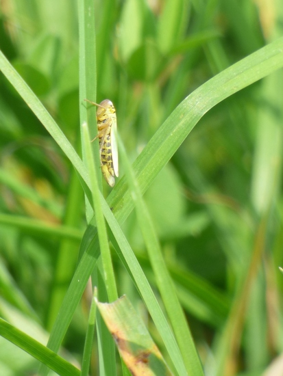 Sprinkhaan