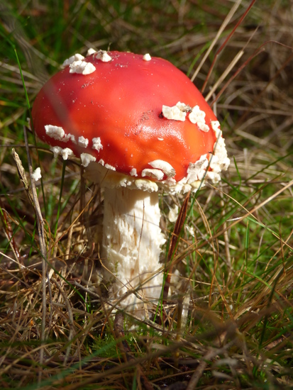 Rood met witte stippen