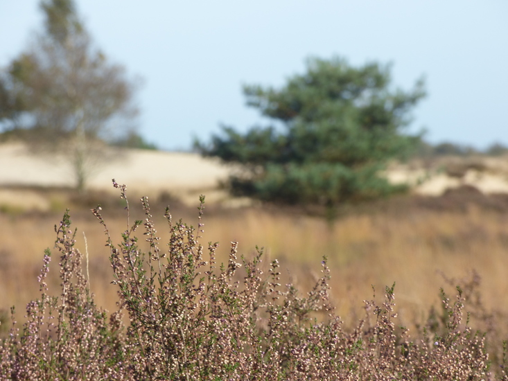 Loonse en Drunense duinen