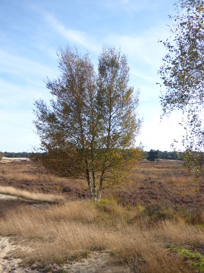 Loonse en Drunense duinen