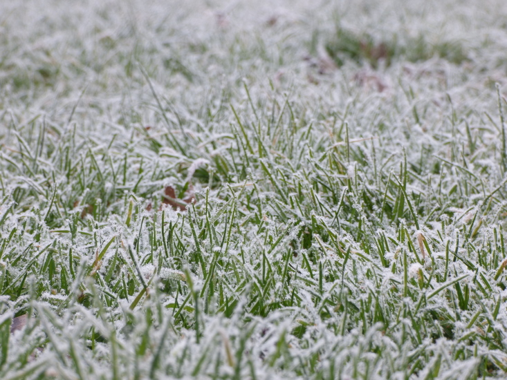 Rijp in het gras