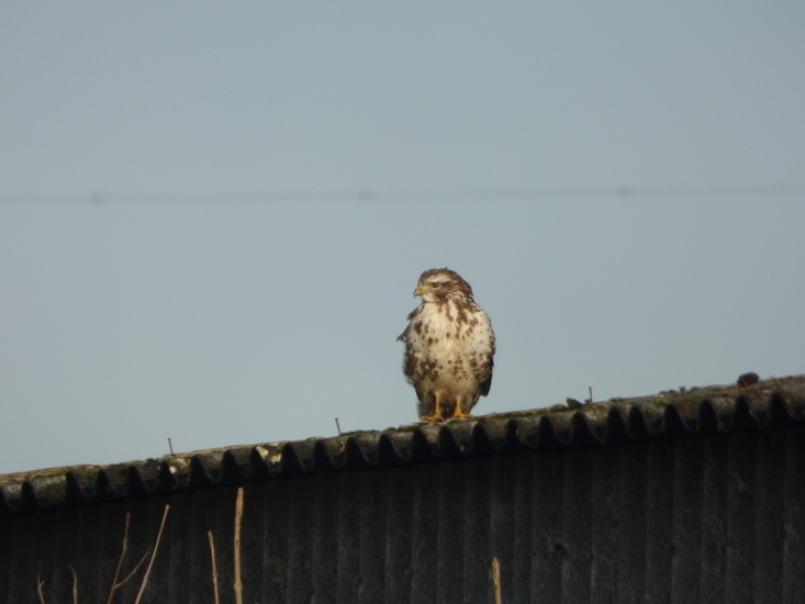 Buizerd