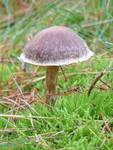 Soorten paddestoelen