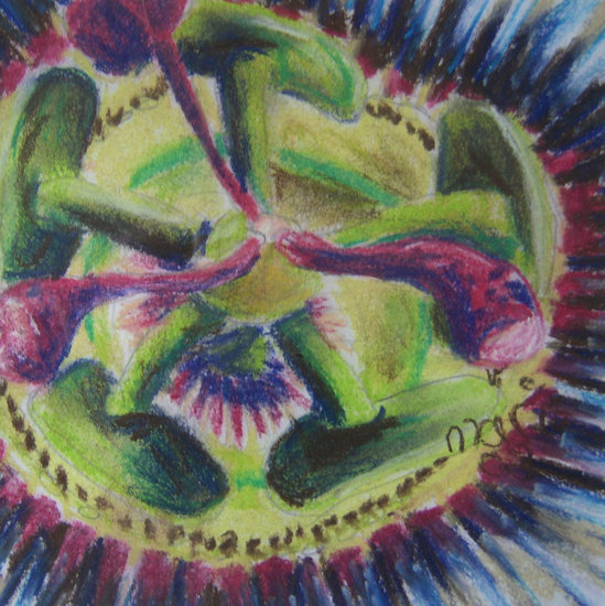 passieflora van dichtbij