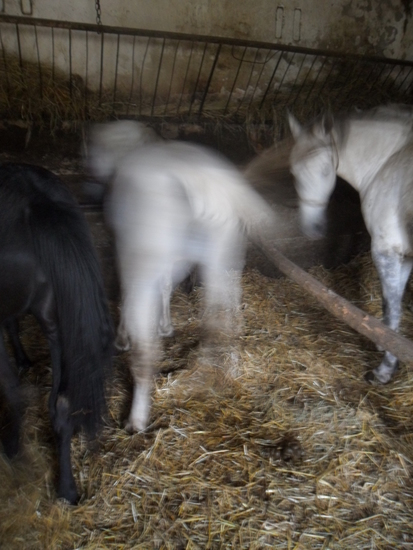 Pluto Batosta, Balkan