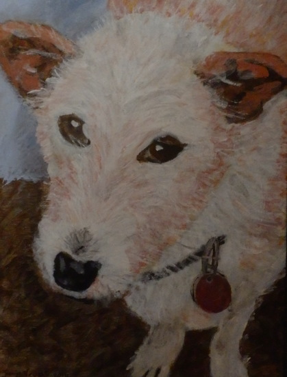 Kop van Tommie onze hond