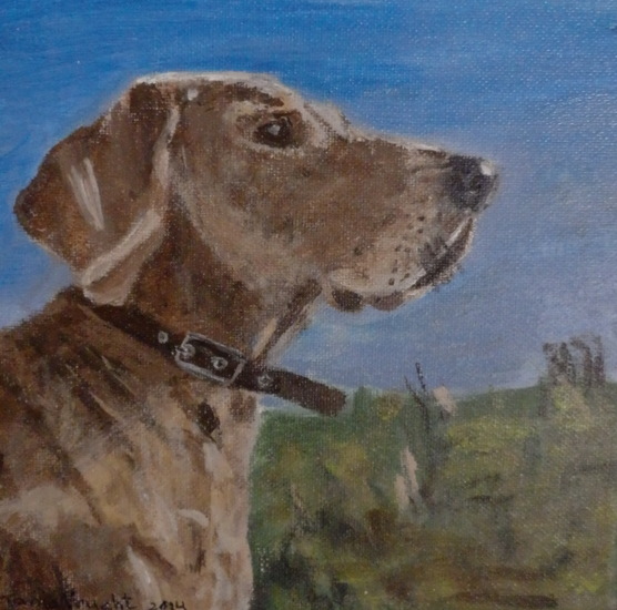 Bram, een Weimaraner