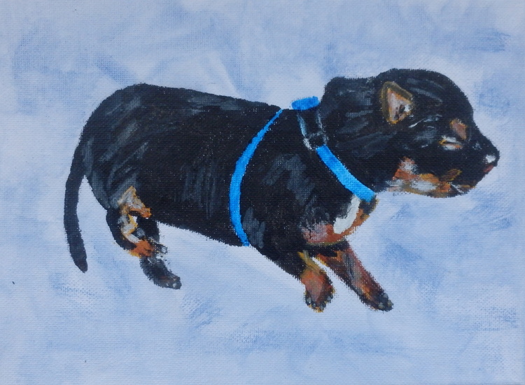 Dexter, reutje blauw