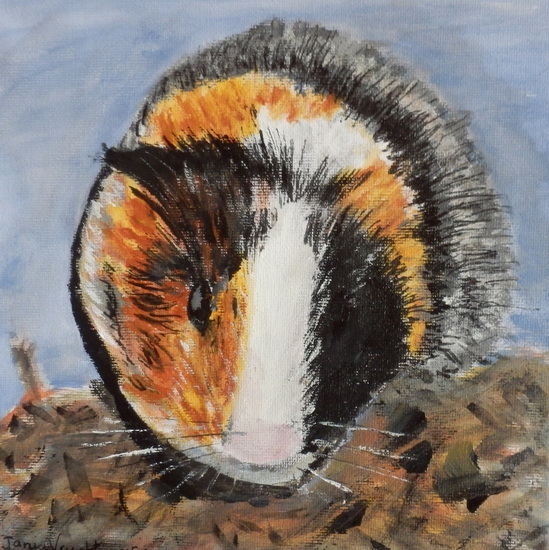 Cavia