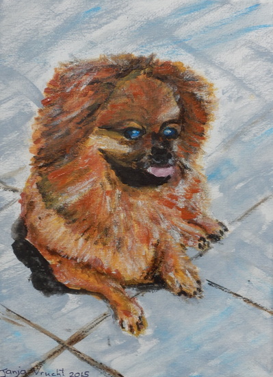 Lila, een Tibetaanse Spaniel