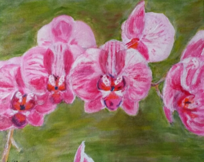 Roze orchidee