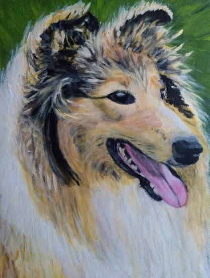 Schotse Collie