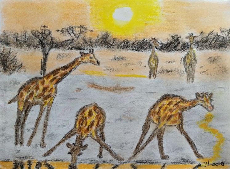 Giraffen aan het drinken