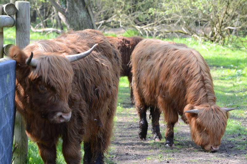 Beschermer van het park